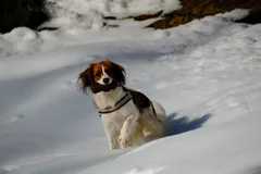 Winter walk, photo 1