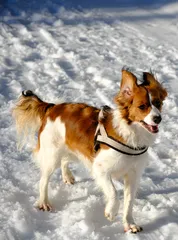 Winter walk, photo 3