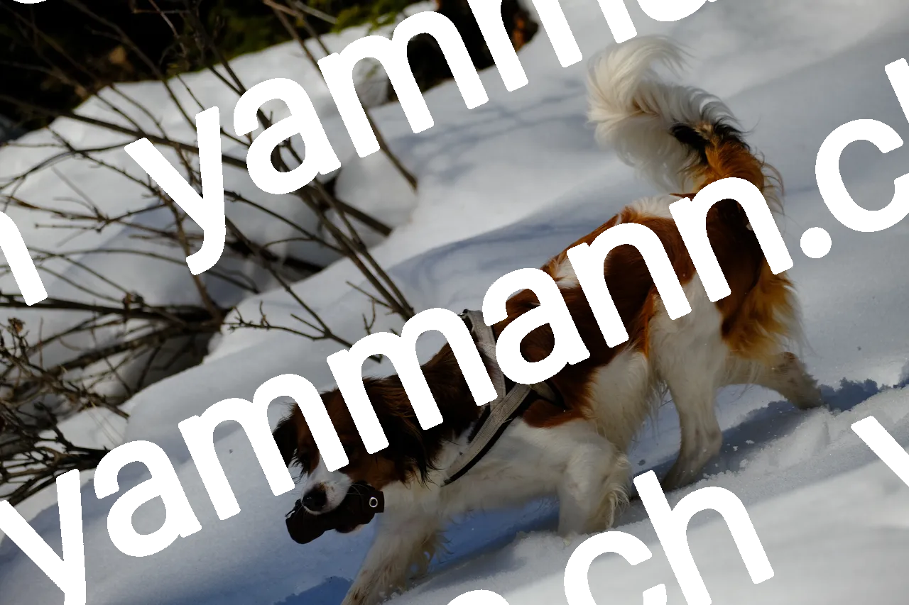 Winter walk, photo 5