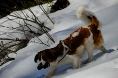Winter walk, photo 5