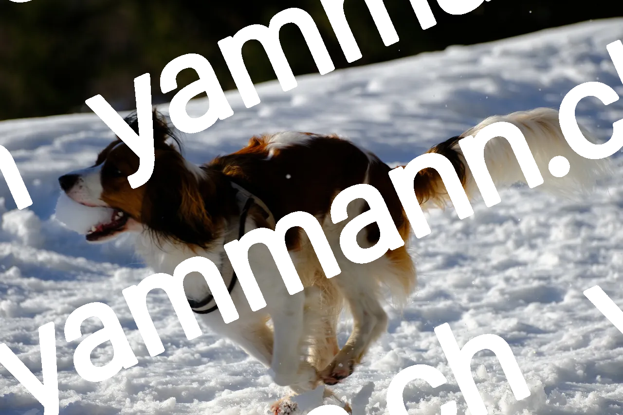 Winter walk, photo 6