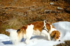 Winter walk, photo 8
