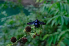Southeast Asia, photo 4