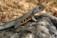 Southeast Asia, photo 7