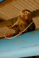 Southeast Asia, photo 9